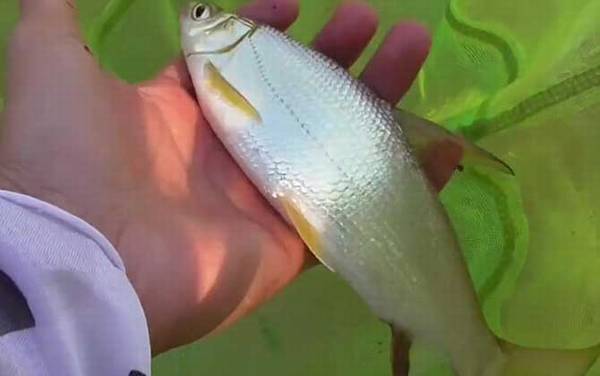 ����β���ǵ������ǵ��ף�