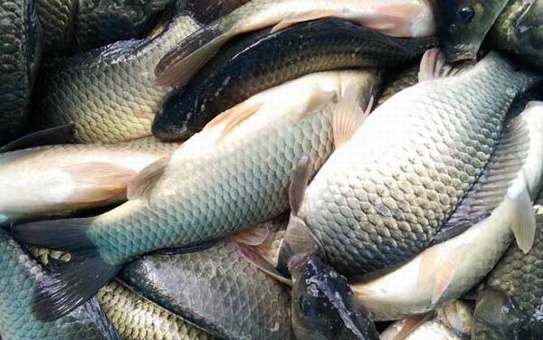 �ļ�Ұ���������Ŀ����ʣ�