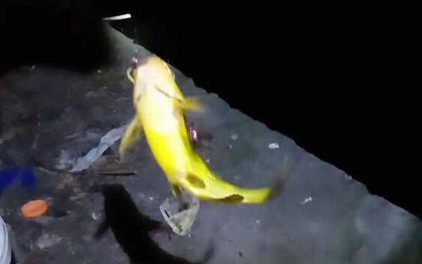 ҹ������㼼�ɼ�ע������