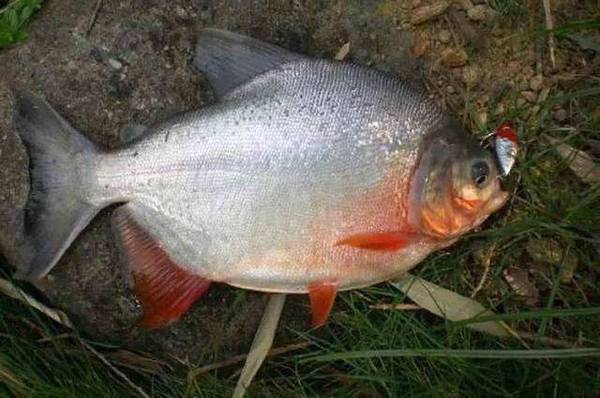 ��ˮ����_��ʲôʳ��_��ô��_��ʲô����