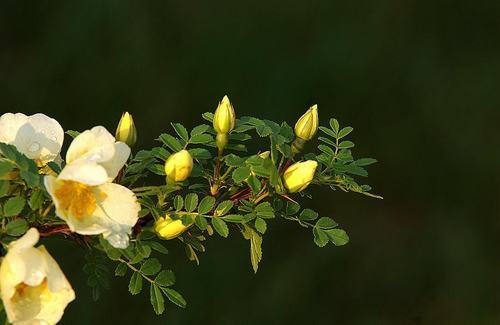 �Ϸ���ľ�����࣭���ܣ�ͼƬ