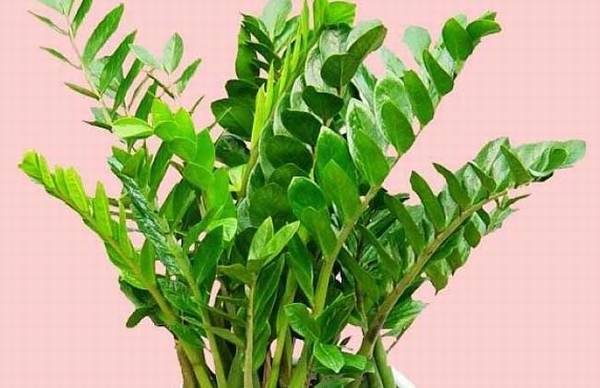 ��Ǯ������ֳ������ע������