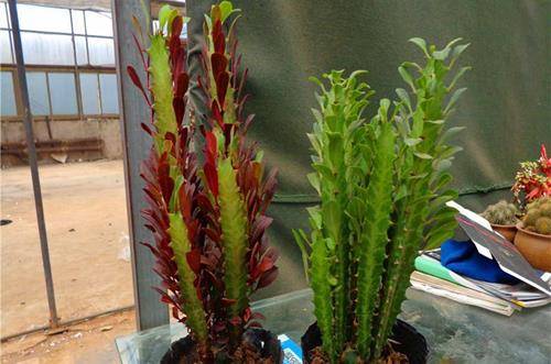 ��װ�޺õ��·���ʲôֲ�����ռ�ȩ��