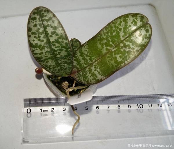 ԭ�ֺ�����.������Phal. schilleriana ��MSH��������¼