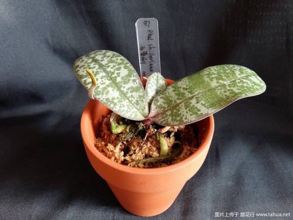 ԭ�ֺ�����.������Phal. schilleriana ��MSH��������¼