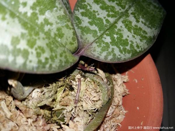 ԭ�ֺ�����.������Phal. schilleriana ��MSH��������¼