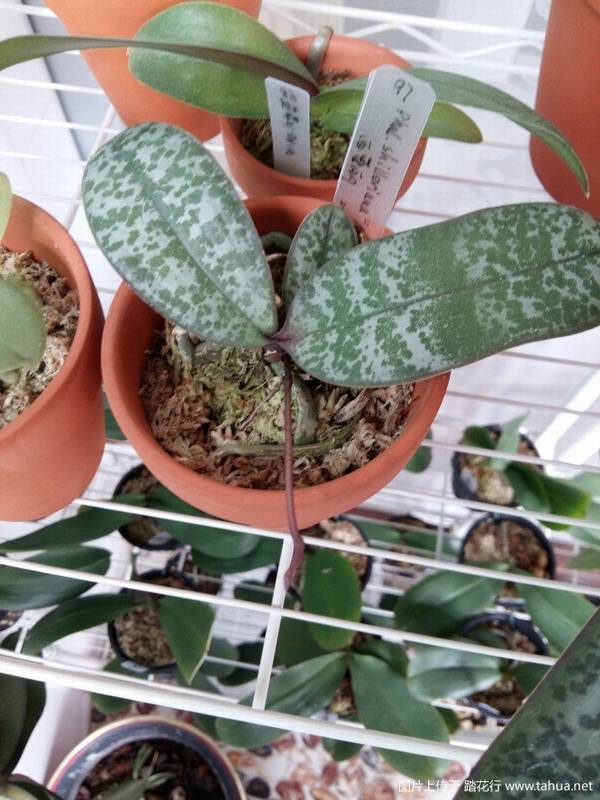 ԭ�ֺ�����.������Phal. schilleriana ��MSH��������¼