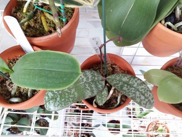 ԭ�ֺ�����.������Phal. schilleriana ��MSH��������¼