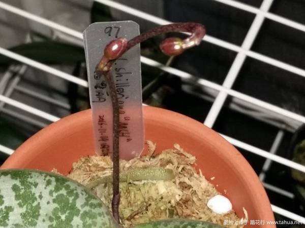 ԭ�ֺ�����.������Phal. schilleriana ��MSH��������¼