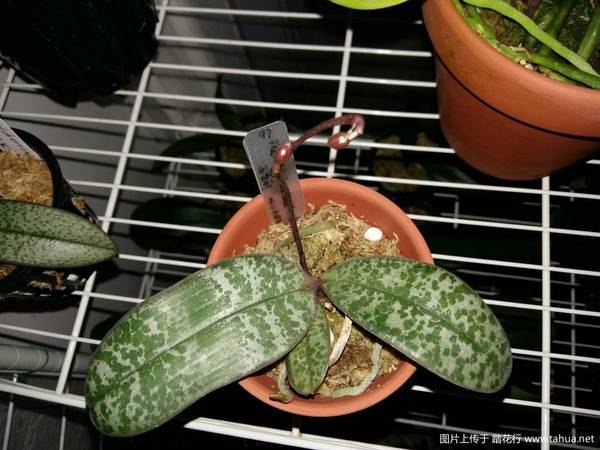 ԭ�ֺ�����.������Phal. schilleriana ��MSH��������¼