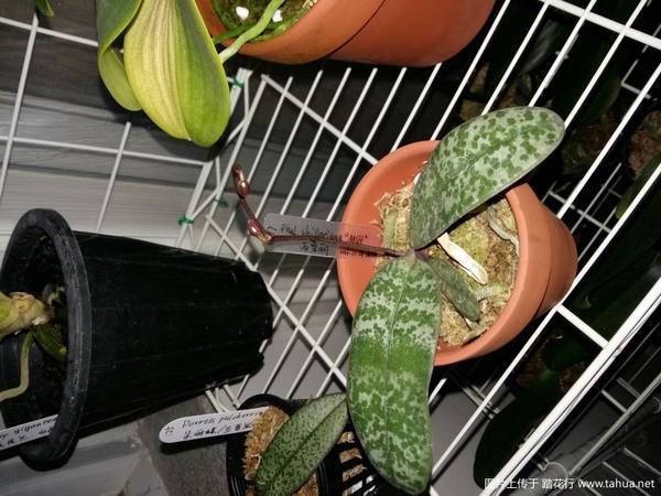 ԭ�ֺ�����.������Phal. schilleriana ��MSH��������¼
