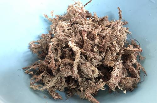 ���ָ��쾰��������ֲ����