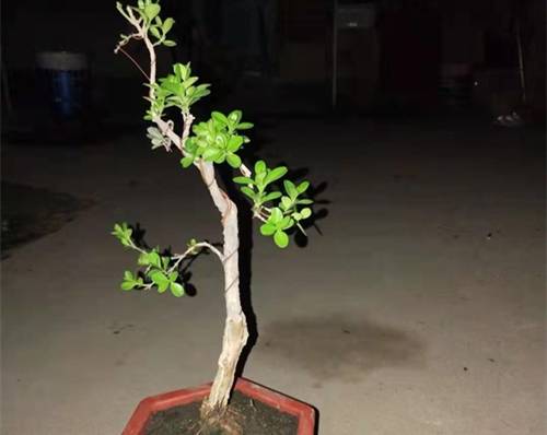 СҶ�����辰�������������ĵ÷���