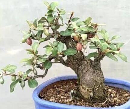 �������辰������ʲô��׮�������辰