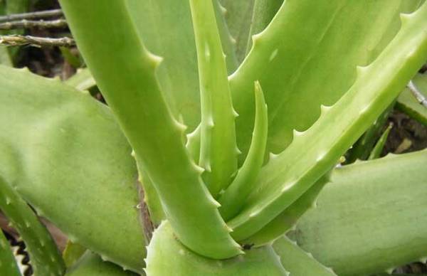 ��ѧѧ«����ˮ����ֳ����