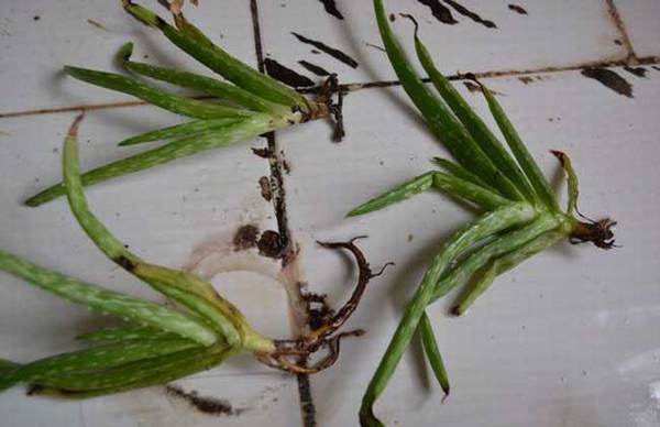 ��ѧѧ«����ˮ����ֳ����