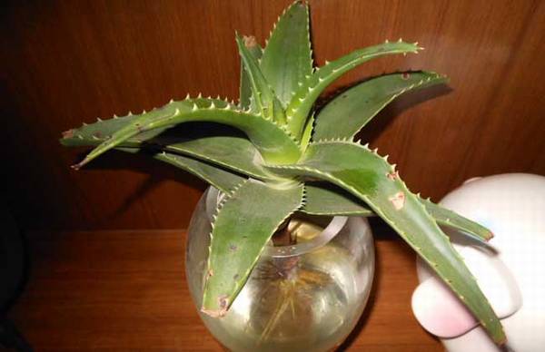 ��ѧѧ«����ˮ����ֳ����