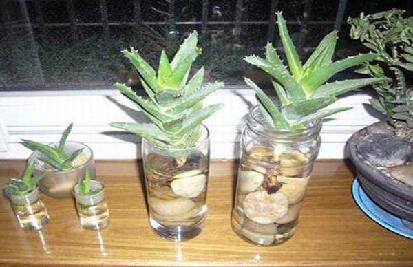 ��ѧѧ«����ˮ����ֳ����