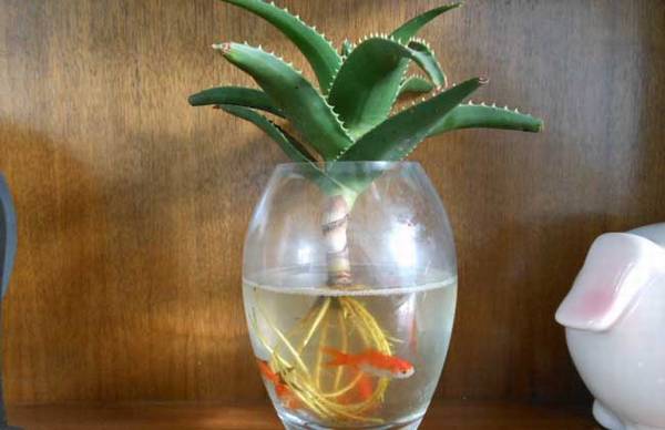 ��ѧѧ«����ˮ����ֳ����