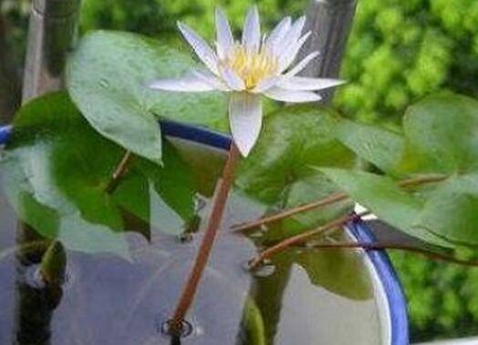˯����һ����ֲ�ĵ÷���