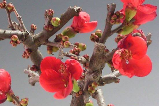 ����÷�컨һ��Ʒ����������_������ó���÷�컨һ��Ʒ��������