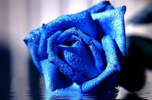 ��ɫ�����Ļ�����ʲô����ɫ������������һ��