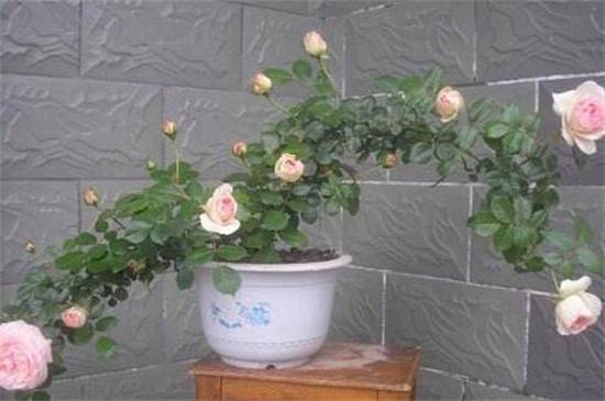 �¼�Ҷ�����¶��Ϸ�����ô��