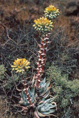 ������Ů����˼�� Dudleya rescue��ô����ô��ˮ