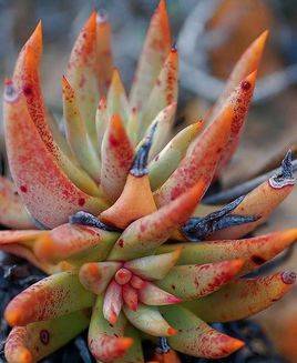 ����ĮȻ�� Dudleya moranii ��ô����ô��ˮ