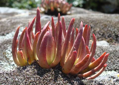 ������Ů��ά˼����Dudleya viscida��ô����ô��ˮ