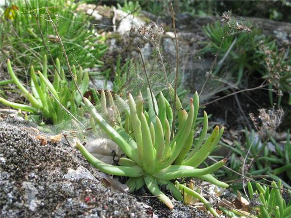 ������Ů��ά˼����Dudleya viscida��ô����ô��ˮ