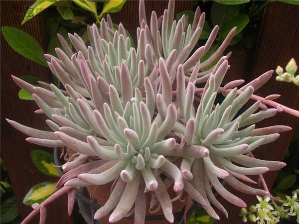 ���㺣ɪ��Ů�� Dudleya virens ssp. hassei��ô����ô��ˮ