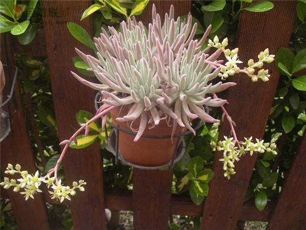 ���㺣ɪ��Ů�� Dudleya virens ssp. hassei��ô����ô��ˮ