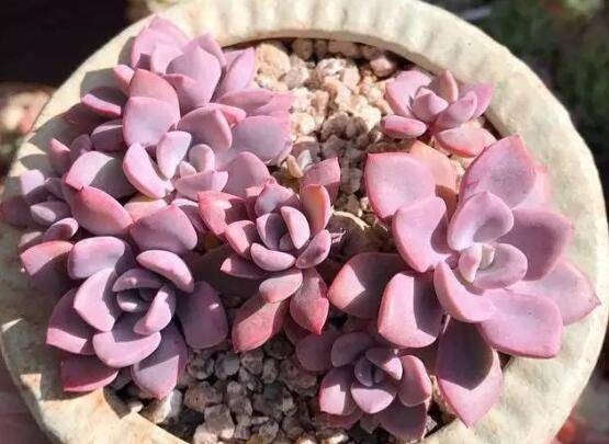 �����ۼ��˺���ȵ����𷽷���ô����ô��ˮ