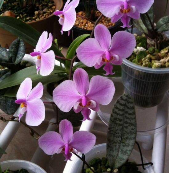 ����������������������Phal.schilleriana_�������������������