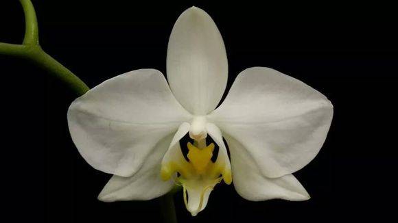 �����������Phal.amabilis��_������ð����������Phal.amabili