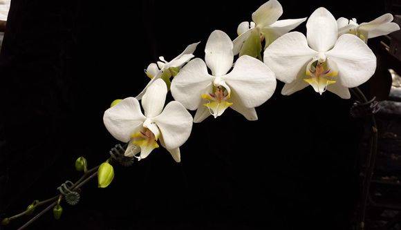 ���ֺ�������Phal. aphrodite��_������ð��ֺ�������Phal. aphr