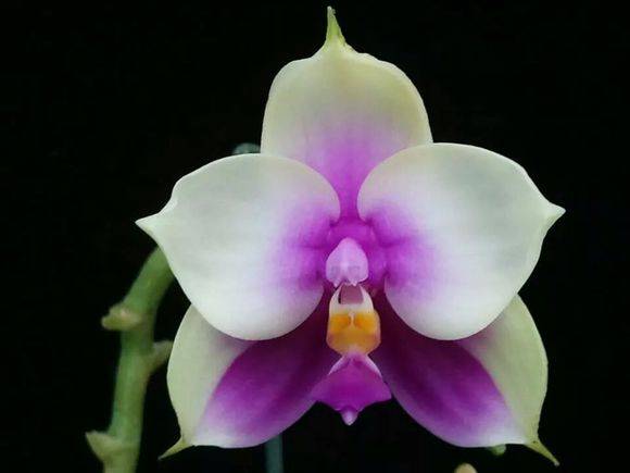 �����Ⱥ�������Phal. bellina��_������ñ����Ⱥ�������Phal. be