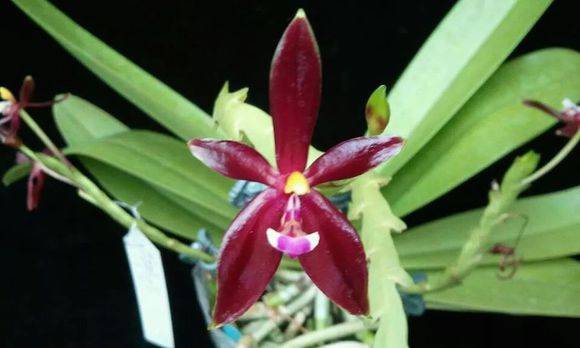 ¹�Ǻ�������Phal. cornu-cervi��_�������¹�Ǻ�������Phal. co