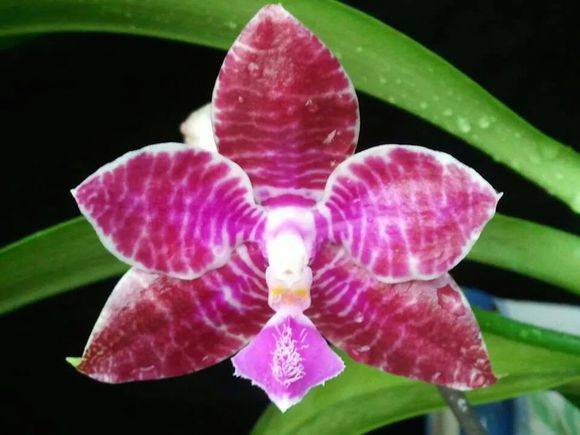 ·�º�������Phal. lueddemanniana��_�������·�º�������Phal.