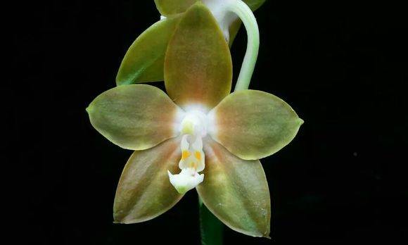Τŵ����������Phal. venosa��_�������Τŵ����������Phal. ven