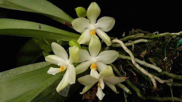 Phal. micholitzii���׿��Ϻ�������_������� Phal. micholitzii