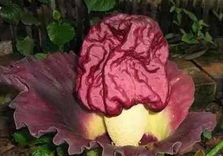 ħ��֮��:ʬ��ħ��_�������ħ��֮��:ʬ��ħ�����ֳ�����ͼ���