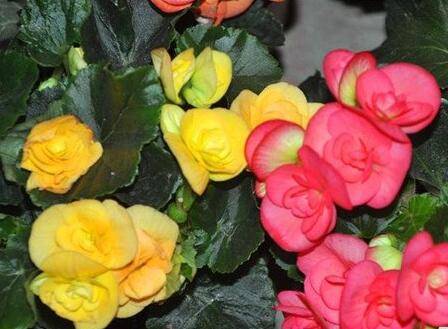 �ļ����Ŀ����ý�������Щ����