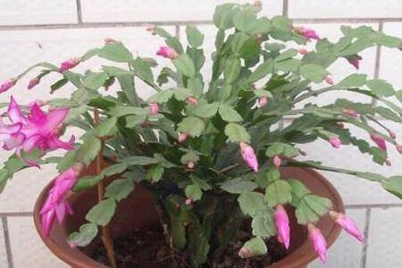 зצ����ô�����ո�