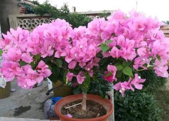 ��������÷�İ�������
