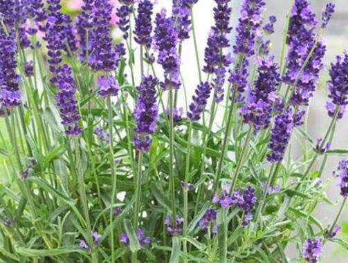 ����޹�²ݵļ�������