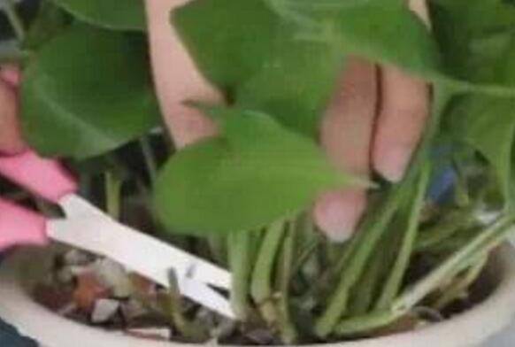 ������Խ��Խïʢ���޼�����