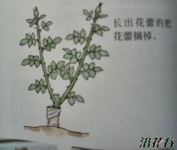 �¼�ժ���ĵã������¼�ժ���������