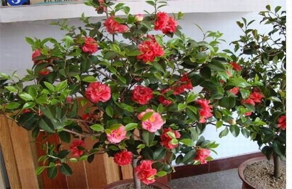 �軨������ֳ���� ��������Ҫ��ע��